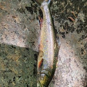 Meet your Posher, Jaden